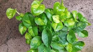Pothos - Global Green - 4