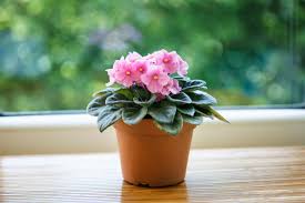 African Violet - 4" - asst. colors