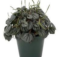 Peperomia - Little Toscani - 4