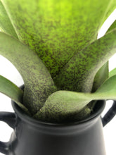 Load image into Gallery viewer, Vriesea Botafogensis | Live Plant: 4-6 Inches (Tall/Wide)
