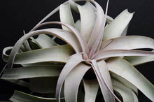 Load image into Gallery viewer, Tillandsia Xerographica - &quot;Queen of Air Plants&quot;  - Air Plant: Medium: 6 Inch

