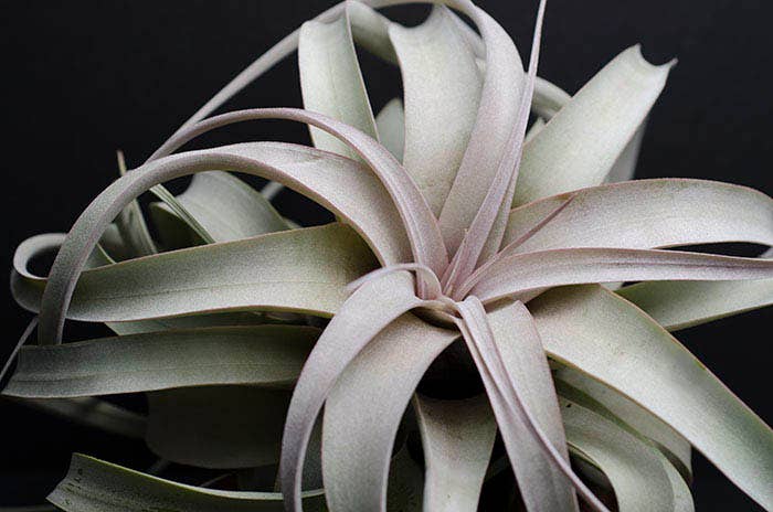 Tillandsia Xerographica - 