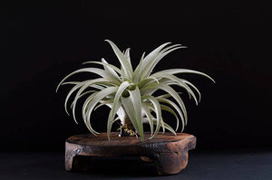 Tillandsia Capitata Yellow Star - Rare Live Air Plant: Small - 3-4 Inches