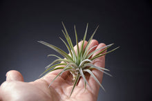 Load image into Gallery viewer, Tillandsia Plagiotropica Purple Form | Live Air Plant: Medium 3-4 Inches
