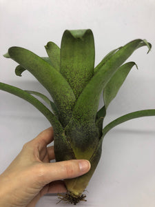 Vriesea Botafogensis | Live Plant: 4-6 Inches (Tall/Wide)