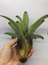 Load image into Gallery viewer, Vriesea Botafogensis | Live Plant: 4-6 Inches (Tall/Wide)
