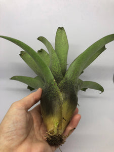 Vriesea Botafogensis | Live Plant: 4-6 Inches (Tall/Wide)