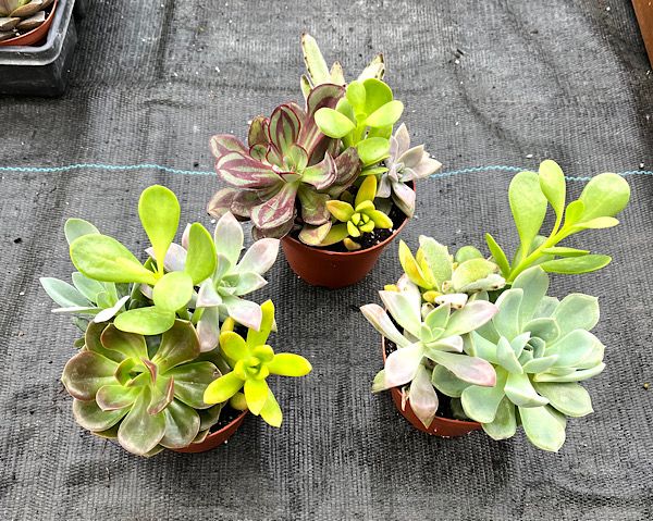 Succulent Combo