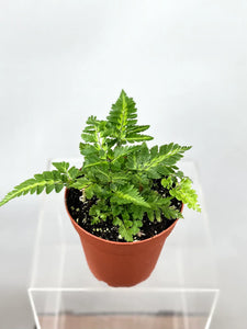 East Indian Holly Fern 4"