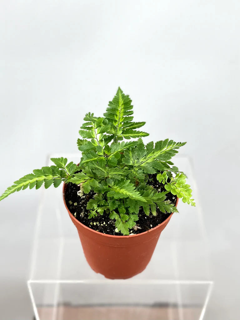 East Indian Holly Fern 4