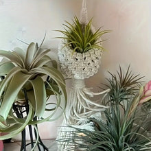 Load image into Gallery viewer, Macrame Airplant Holder
