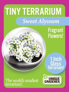 Tiny Terrariums Flowering