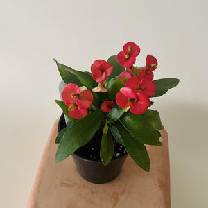 Euphorbia Milii 'Eos' Mini Crown of Thorns - 3"
