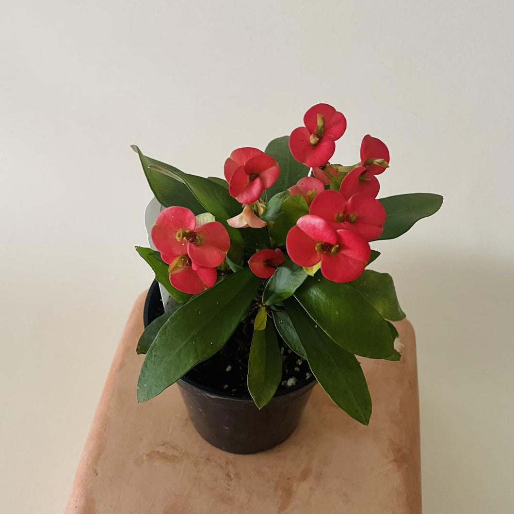 Euphorbia Milii 'Eos' Mini Crown of Thorns - 3