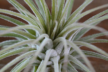Load image into Gallery viewer, Tillandsia Ionantha  - Guatemala | Live Air Plant: Regular: 2 Inch
