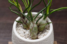 Load image into Gallery viewer, Tillandsia Bulbosa - Guatemala | Live Air Plant: Medium: 4-5 Inches
