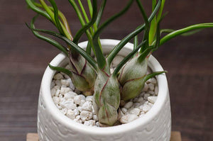 Tillandsia Bulbosa - Guatemala | Live Air Plant: Medium: 4-5 Inches