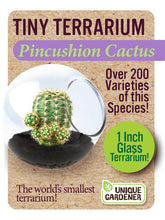 Load image into Gallery viewer, Tiny Terrarium Cactus
