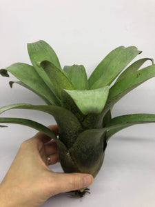 Vriesea Botafogensis | Live Plant: 4-6 Inches (Tall/Wide)
