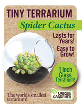 Load image into Gallery viewer, Tiny Terrarium Cactus
