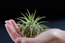 Load image into Gallery viewer, Tillandsia Ionantha Rubra | Live Air Plant, Air Plants: Regular
