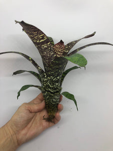 Vriesea Fosteriana | Live Plant: 8-12 Inches (Wide or Tall)
