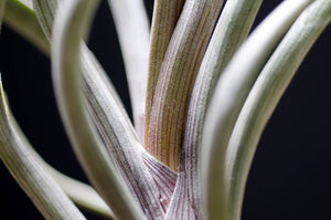 Tillandsia Pseudobaileyi - Striped Air plant: Medium 7-8"