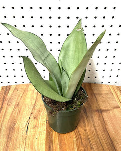 Sansevieria - Moonshine - 4."