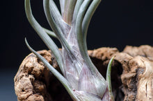 Load image into Gallery viewer, Tillandsia Pseudobaileyi - Striped Air plant: Medium 7-8&quot;
