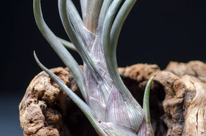 Tillandsia Pseudobaileyi - Striped Air plant: Medium 7-8"