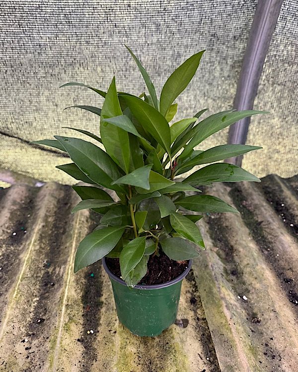 Ardisia 4