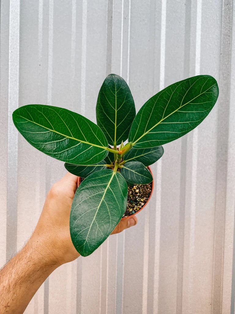 Ficus - 