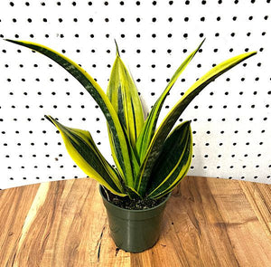 Sansevieria - Golden Flame - 4"