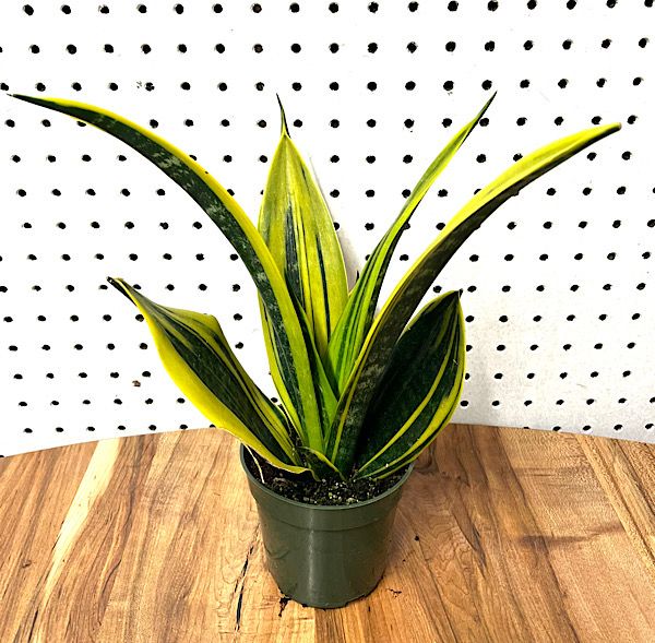 Sansevieria - Golden Flame - 4