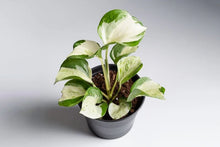 Load image into Gallery viewer, Pothos - Manjula 4"
