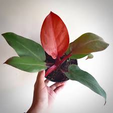 Philodendron - Red Cherry - 4