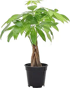 Money Tree - Braided - 6