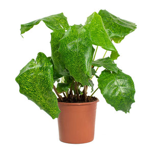 Calathea - Network 6"