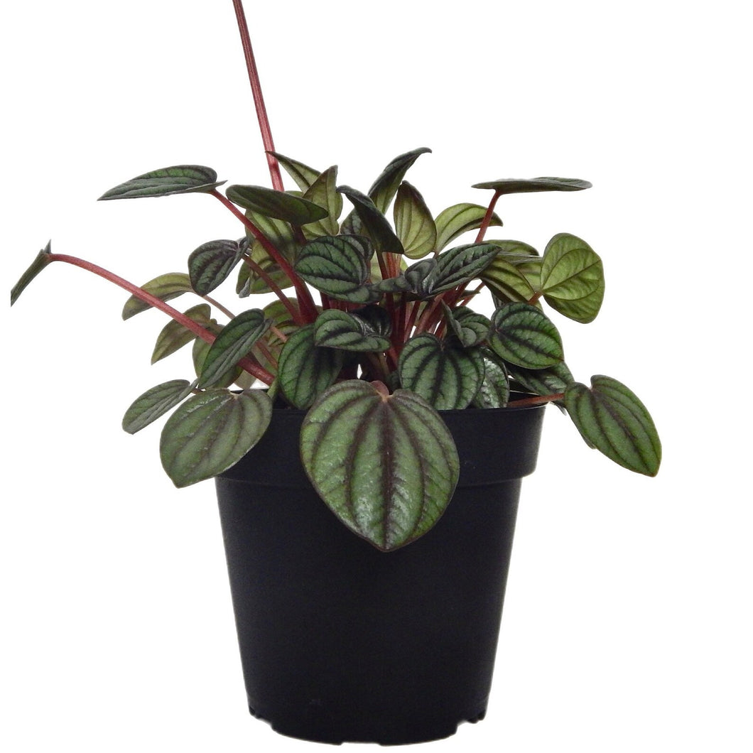 Peperomia - Piccolo - 4
