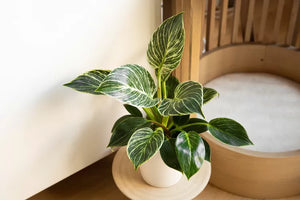 Philodendron - 'Birkin' - 4.5"