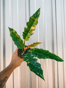 Philodendron - Ring of Fire 4"