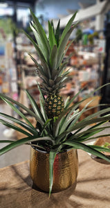 Pineapple  Plant  - 8"