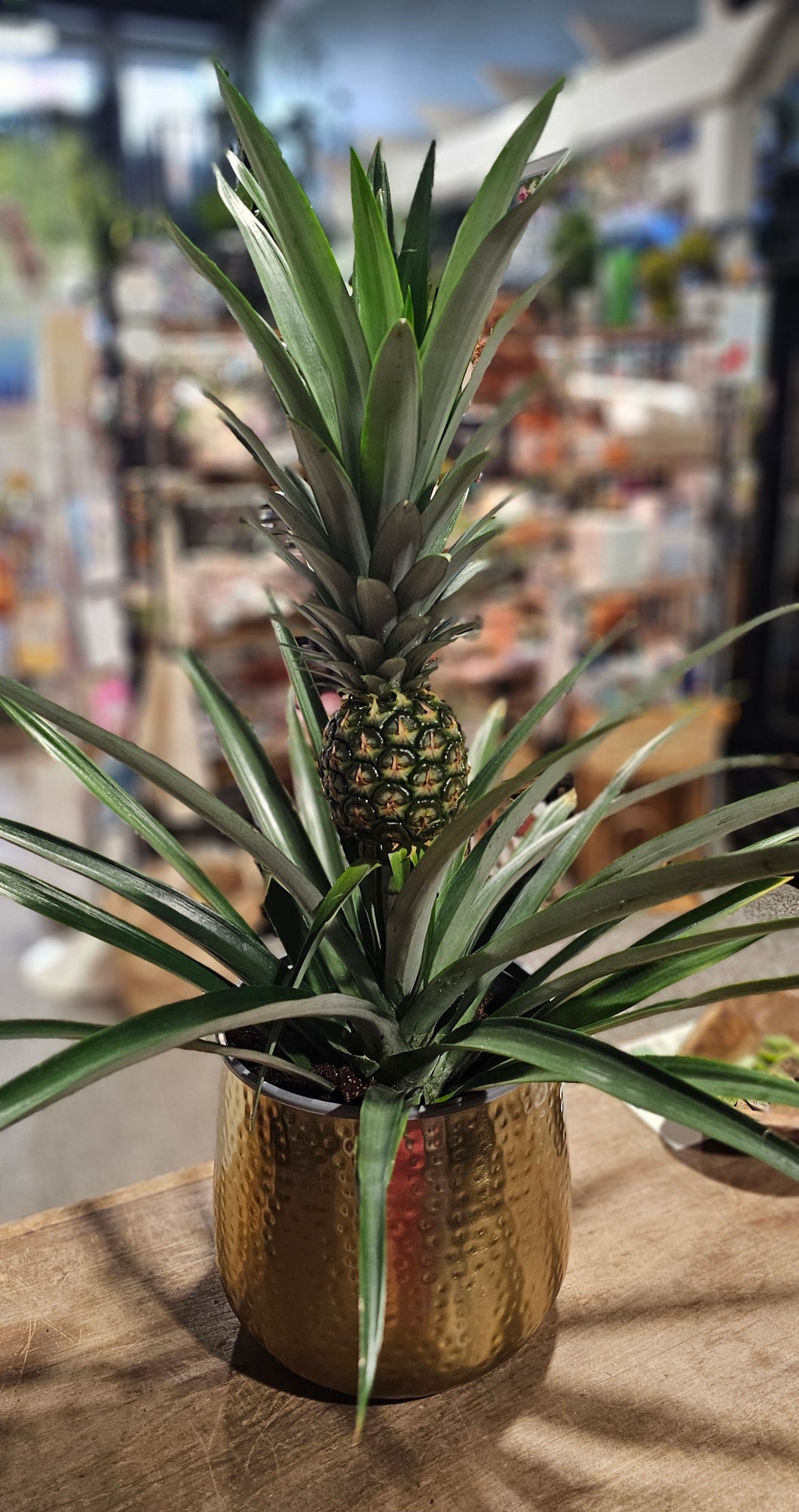 Pineapple  Plant  - 8