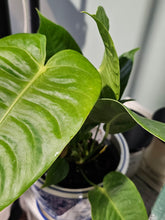 Load image into Gallery viewer, 4.5&quot; Anthurium veitchii &#39;King&#39;
