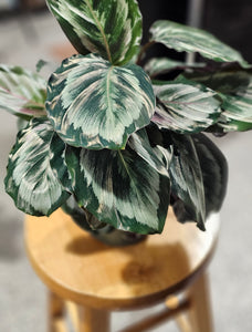 Calathea - Rose Painted - 6"