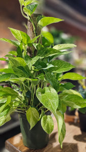 Pothos - Marble Queen - 6"
