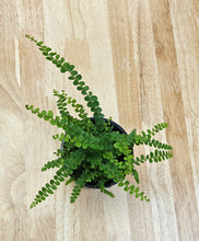 Load image into Gallery viewer, Fern - Lemon Button - 3"
