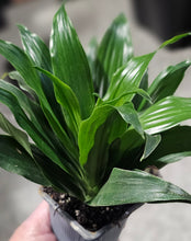 Load image into Gallery viewer, Dracaena - Janet Craig - 3&quot;F
