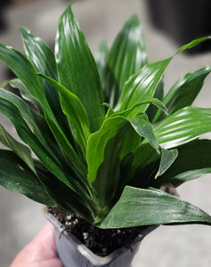 Dracaena - Janet Craig - 3"F