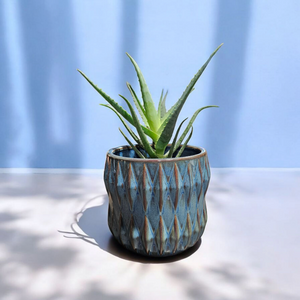 Aloe 'Blue Elf' - 4.5"